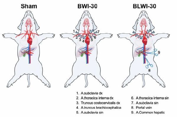 在猪脑死亡一小时后，科学家复活其大脑活动